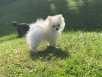 Ich suche im Auftrag ein neues Zuhause für den kleinen