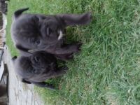 Unsere kleinen Franzosen wurden am 7.7.22 auf