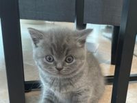 Süße British Kurzhaar Katzen in liebevolle Hände