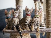 Meine Katze (Maia) hat am 5. Juni 2022 vier Kätzchen