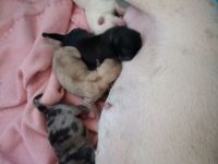 Es war nicht geplant, aber nun sind unsere Babys da!