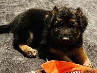 Schwarz-brauner deutscher Schäferhund
