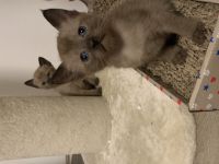 Unsere wunderschönen Tonkanesen Babys suchen Ihre