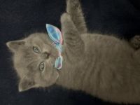 Unsere liebevolle und fürsorgliche Katze hat am 04.07