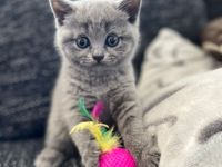 Reinrassig Britische Kurzhaarig, Hallo Liebe BKH