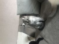 Wir haben aus einem 7 Wurf noch 2 kleine Kater und 1