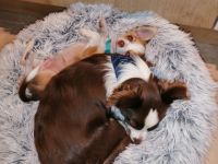 Wir geben schweren Herzens unseren Chihuahua Jungen ab.