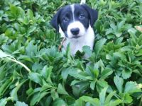 Hallo ..gerne dürfen unsere 4 Welpen jetzt eine neue