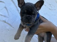 Hallo! Unsere Daisy hat am 26. Juni kerngesunde Welpen