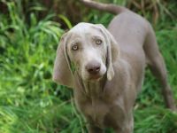 Wie suchen auf diesen Weg ein neues zu Hause für 5