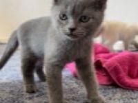 Unsere Bkh Katze Mimi hat 4 kerngesunde und zuckersüße