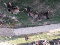 3 Mädels suchen ein neues liebes Zuhause . Sie sind