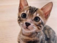 Das Kätzchen ist sehr verspielt. Lebt bei der Familie,