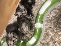 Am 11.07 hat unsere hübsche Julie bezaubernde BKH