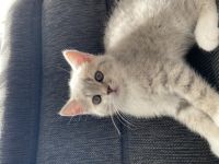 Meine wunderschöne Lucy hat am 24.05.2022 3 Kätzchen