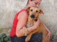 Terrier-Mischling-Rüde-Bacon ca 50cm