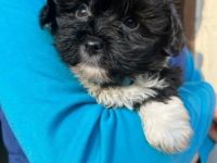 Wir sind Züchter der Rasse Bolonka Zwetna und haben