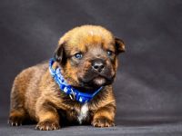 Unsere Welpen sind am 03.07.2022 geboren und suchen