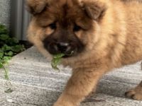 Suche aufgrund schwerer Allergie,für meinen kleinen