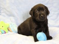 Labradorwelpen in schwarz und braun mit Ahnentafel