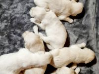 Hallo, Golden Retriever, Welpen