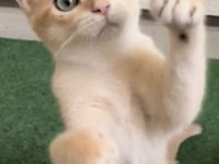 Hallo Katzenfreunde. Wir haben wunderschöne Kätzchen