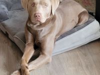 Labrador Silber Deckrüde
