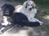 Lissy  Luzie, Lissy (hellblond) und Luzie (Lucy) 