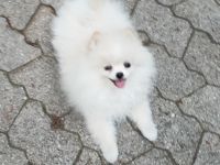 Wir suchen für den kleinen süßen Rüden "Macho" ein