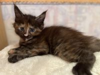 Hallo liebe Katzenliebhaber dieser ganz besonderen