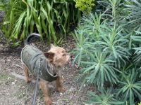 Yoki, Wir inserieren unseren Yorkshire Terrier da wir