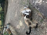 4 bestens sozialisierte gesunde reinrassige Thai Siam