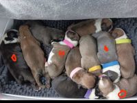 Unsere Welpen haben am 17. und am 18.08. das Licht der