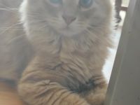 Hallo unsere sechs reinrassigen Kitten sind am 24.03.22