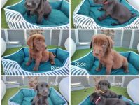 Labrador Retriever, Welpen