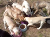 Zu verkaufen sind 9 bildhübsche Mischlingswelpen die am