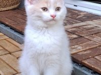 Unsere liebe Katze hat 5 kleine Kitten zur Welt