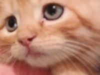 Hallo, Wir haben 7 kleine süße Perser Heilige Birma Mix