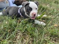 Olde English Bulldogge, Welpen