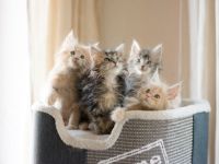 Unsere wunderschöne reinrassige Maine Coon Taycy hat am