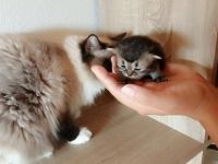 Hallo wir haben wunderschöne Perser Kitten mit normaler