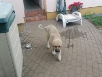 Schöner Hütehundwelpe in liebevolle Hände abzugeben.