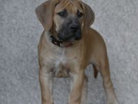 12 Wochen alte Welpen einer der seltensten Arten von