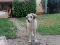 Hera, Junge Hündin, 2Jahre sucht ein neues Zuhause.