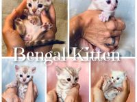 Wahlhalla Bengal Cats hat der Storch besucht! Unsere