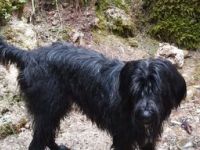 Drei stattliche Rüden, Zufallswurf, liebevolle