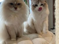 Unsere Kitten werden bis zur Abgabe ca. 15-16