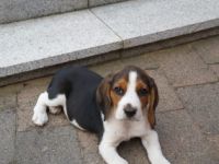 Lustige Beaglewelpen am 12.6.22 geboren aus guter