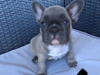 Liebe Bully Freunde Unsere Shiva hat am 23.06.22 ,vier