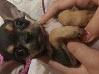 Wir möchten unseren kleinen Rüden Mailo an ganz liebe